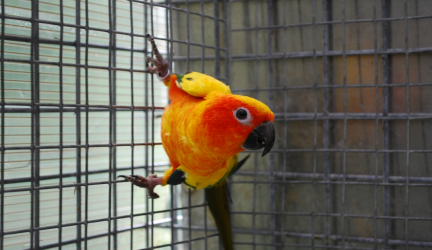 Comparatif des meilleures cages à oiseaux 2022