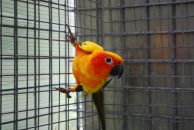 Comparatif des meilleures cages à oiseaux 2022