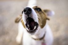 Test et Avis du BarXStop